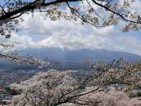 Cherry Blossom viewing at Chureito pagoda