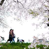 UNFORGETTABLE CHERRY BLOSSOM EXPERIENCE : JAPAN VERSION