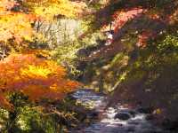 熱海梅園の紅葉