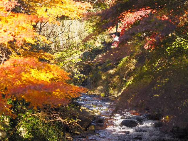 熱海梅園の紅葉