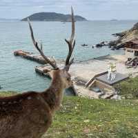 Deer Island 🦌 Formosa Deer 🦌 
