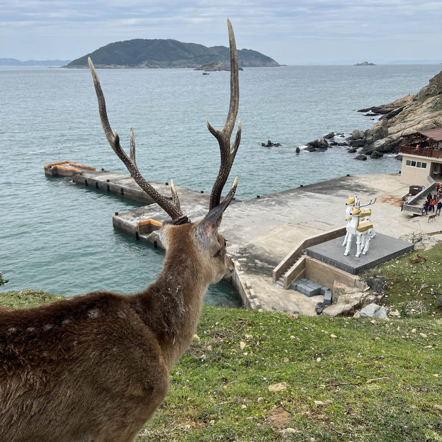 Deer Island 🦌 Formosa Deer 🦌 