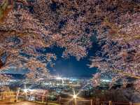賞櫻勝地船岡城址公園