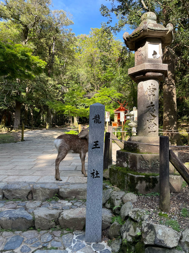 【奈良県】春日五代龍神めぐり「龍王社」