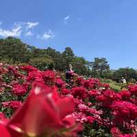 5월의 봄은 장미 꽃보기🌹