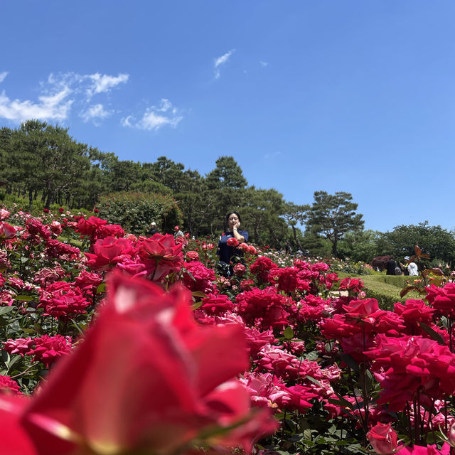5월의 봄은 장미 꽃보기🌹