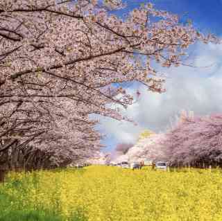 2026 Recommended Rapeseed flower viewing in Ogata (Updated