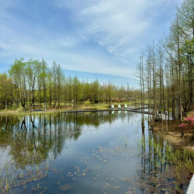 「十里花溪濕地公園：花海夢幻，春色迷人」