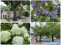 【🇯🇵東京近郊】熱海あたみ桜基準木，櫻花🌸迷必去‼️