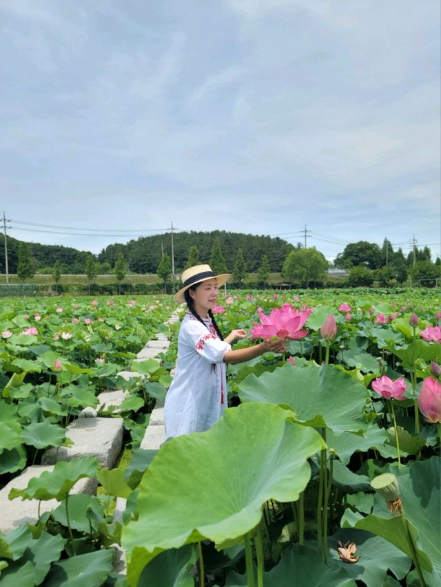 아라연꽃 피는 함안연꽃테마파크🩷