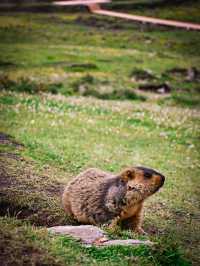 Encountering Prairie Dogs in Dandu Town, Sichuan: A Charming Wildlife Experience