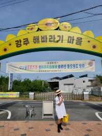 역대급 해바라기축제가 열리는 함안 강주마을