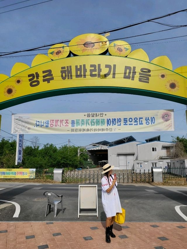 역대급 해바라기축제가 열리는 함안 강주마을