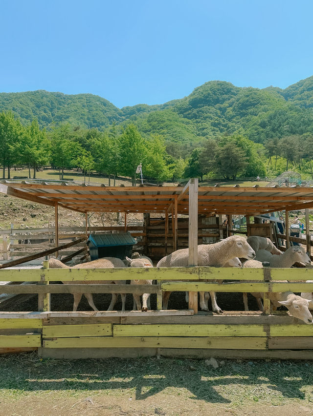 춘천 힐링명소 해피 초원 목장