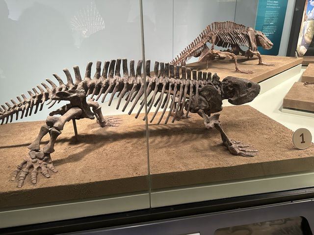 【🇺🇸芝加哥🇺🇸】Field Musuem：暴龍🦖 T Rex 體驗，難忘博物館之旅，適合帶小朋友來震撼教育一下‼️