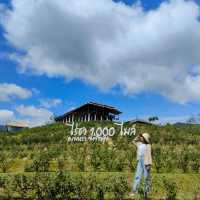 ไร่ชา 1000 ไมล์ 