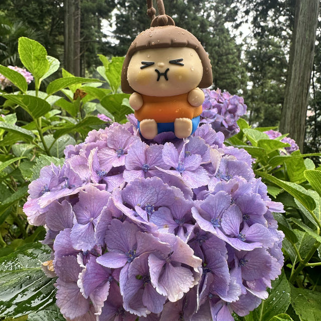 九州久留米千光寺的七千繡球花💐🌺🌸🌻🪻 