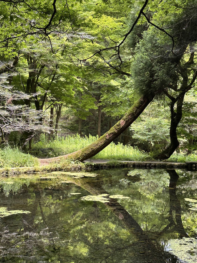 熊本＊阿蘇の雄大な自然・大観峰と山吹水源