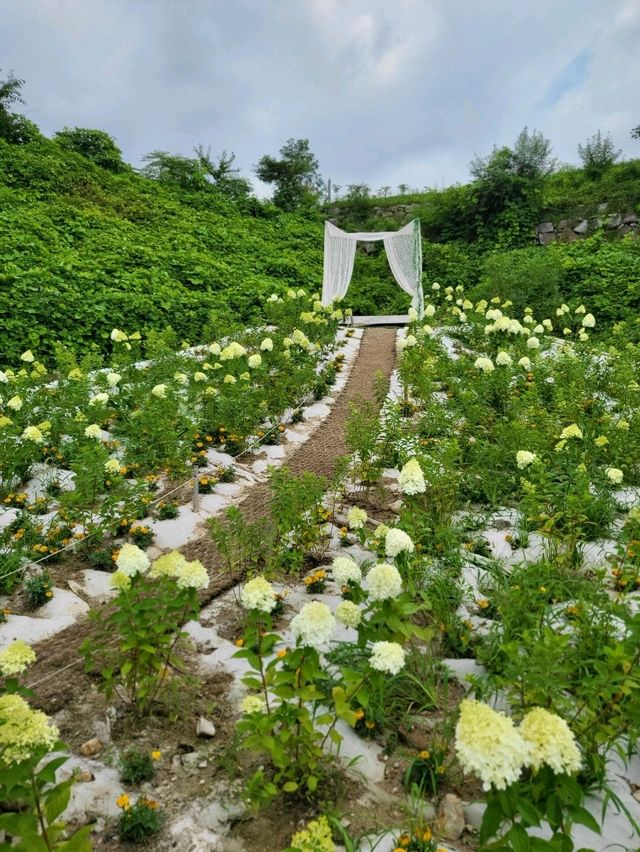 정원이 예쁜 사진맛집 원주 감성카페