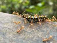 Reptiles in the rainforest!