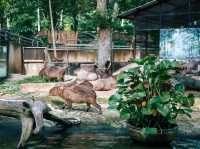 รีวิว สวนสัตว์เปิดเขาเขียว 🦏🐘🐅