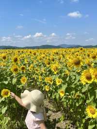 [滋賀]穴場・無料・絶景ひまわり×電車🌻🚃✨