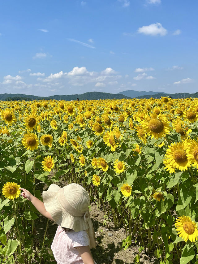 [滋賀]穴場・無料・絶景ひまわり×電車🌻🚃✨