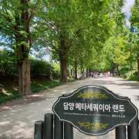 【韓国/潭陽（タミャン）】緑が映えるお散歩道🌲 メタセコイア並木道