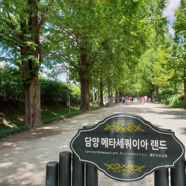 【韓国/潭陽（タミャン）】緑が映えるお散歩道🌲 メタセコイア並木道