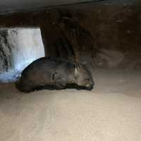 墨爾本動物園無疑是游客必去的熱門景點之一。