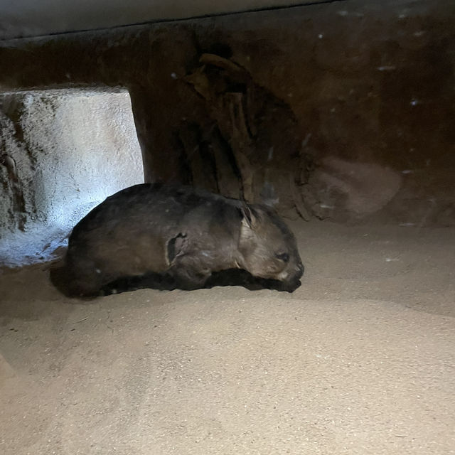 墨爾本動物園無疑是游客必去的熱門景點之一。