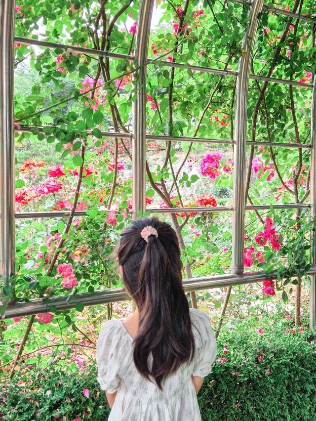 장미의 계절에는 꼭 가보셔요 강원도 삼척 [삼척 장미공원]