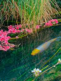 【雲南豐澤植物園】春日追花好去處🔥🔥，5-10月賞海菜花🏖️