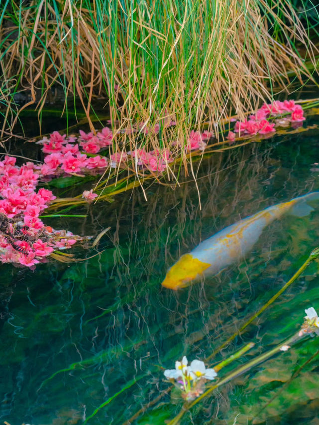 【雲南豐澤植物園】春日追花好去處🔥🔥，5-10月賞海菜花🏖️