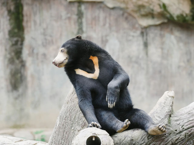 《動物園》【上海動物園】環境優美,攝影愛好者必去! 《動物園》【上海動物園】環境優美,攝影愛好者必去!