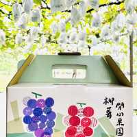 柳哥開心果園 採葡半日遊