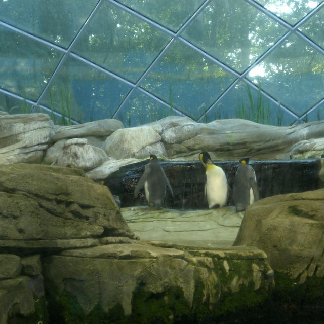 柏林動物園：舒適環境，開心遊動物園