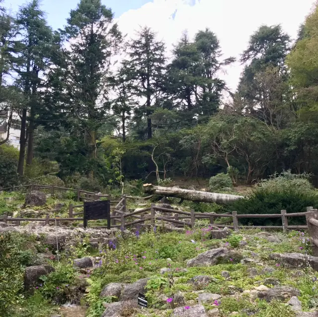 Exploring Rokko Alpine Botanical Garden: A Forest Wonderland