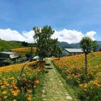 夏末限定，金色山脈充滿