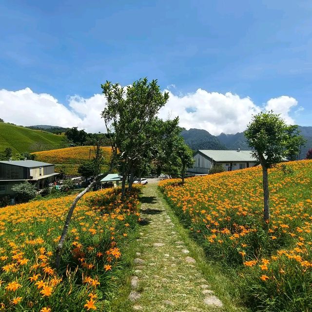 夏末限定，金色山脈充滿