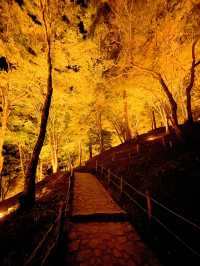 夜のライトアップ🌙愛知県1番の絶景紅葉スポット 「香嵐渓」こうらんけい