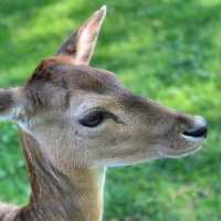 奈良公園：與鹿共舞的綠意天堂 🦌🌳