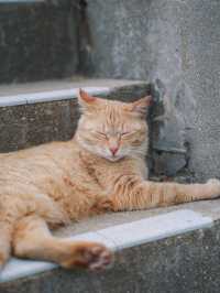 🇯🇵 福岡 超多貓貓的相島🐈 到底怎樣去日本最受歡迎的貓島之一？