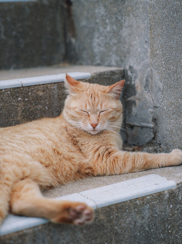 🇯🇵 福岡 超多貓貓的相島🐈 到底怎樣去日本最受歡迎的貓島之一？