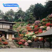 Shiofune Kannon Azalea Festival: A Spring Escape near Tokyo