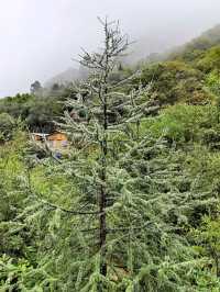 Huanglong Forest is the Paradise 