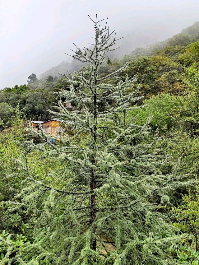 Huanglong Forest is the Paradise 