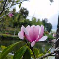 สถานีเกษตรหลวงอินทนนท์ สวนพรรณพืชดอกไม้สวยๆ