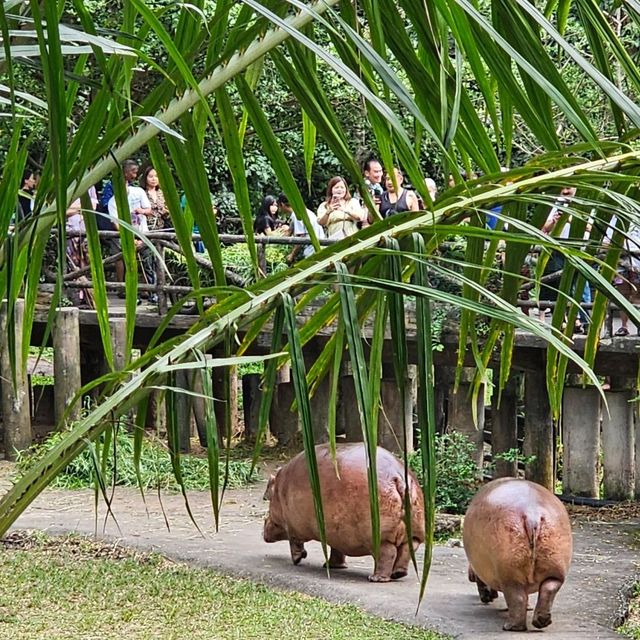 ที่เที่ยวครอบครัว   สวนสัตว์เปิดเขาเขียว  ชลบุรี
