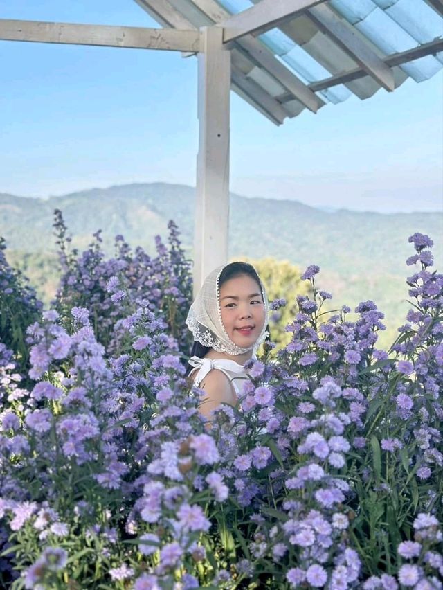 Hydrangea san 